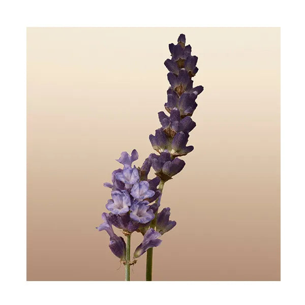 Goddess BURBERRY Eau de Parfum para Mujer