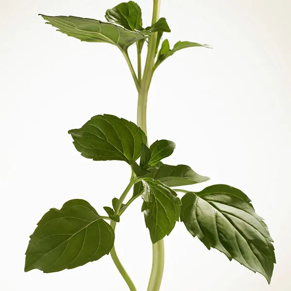 Goddess Intense BURBERRY Eau de Parfum Intense